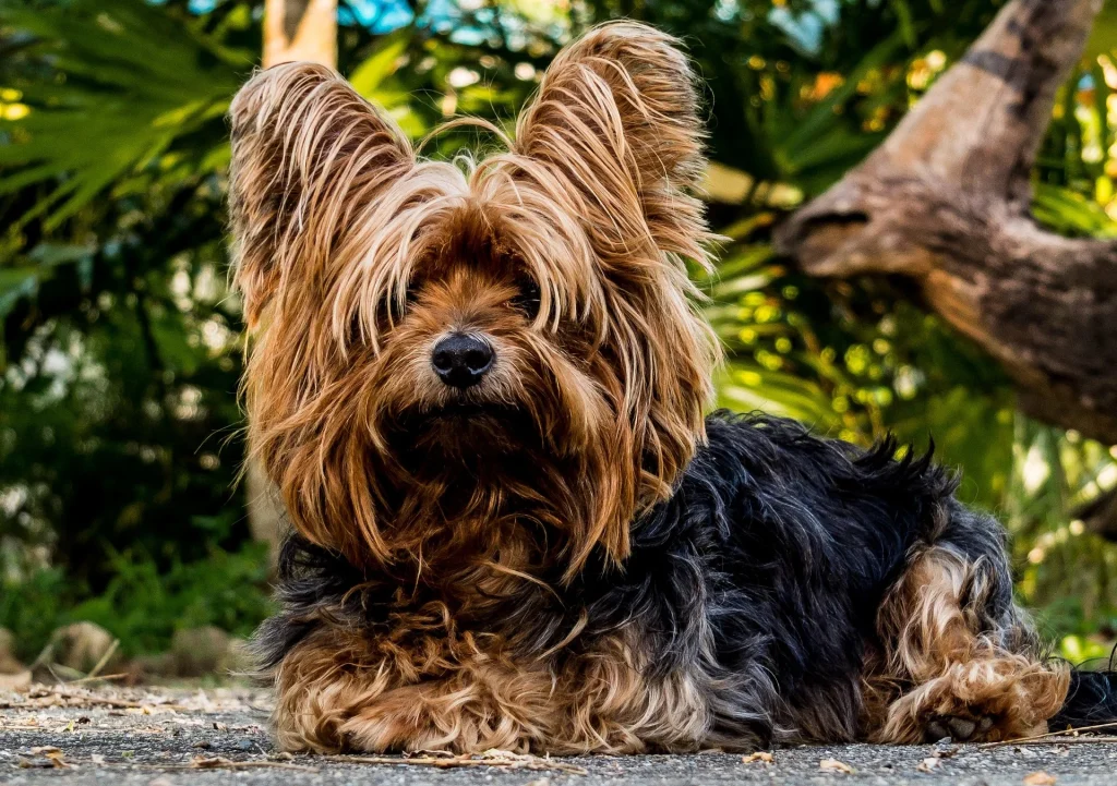 Best Dog Breeds for Apartment Living