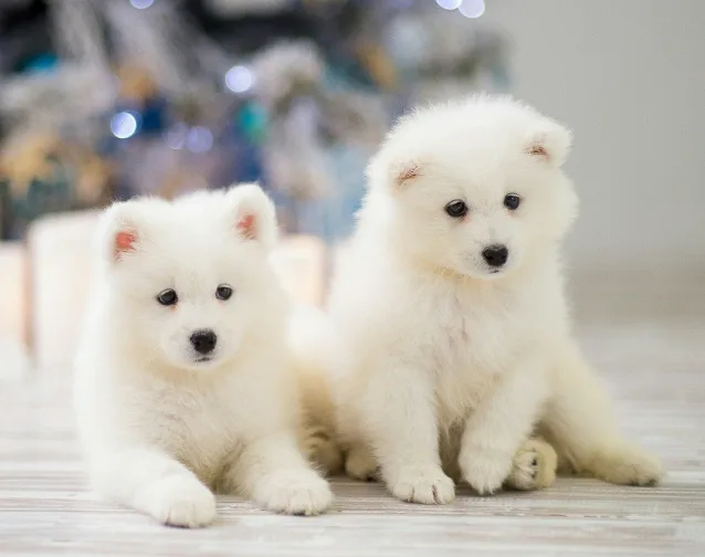 cost of a Samoyed puppy