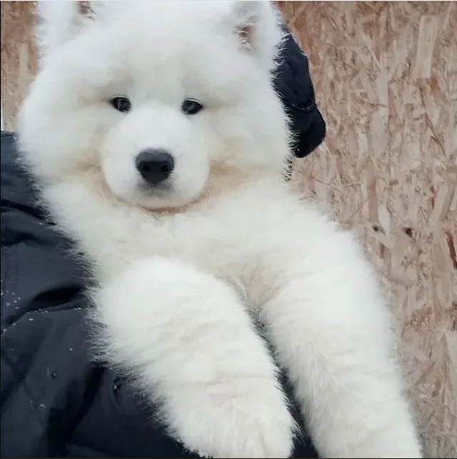 Cost of a Samoyed Puppy