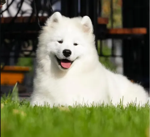 Cost of a Samoyed Puppy