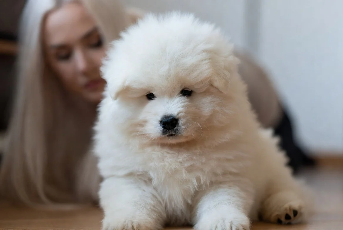 Are Samoyed Puppies Hypoallergenic? Interesting Facts, Myths & What You Need to Know