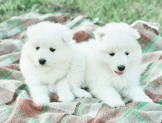 cost of a Samoyed puppy