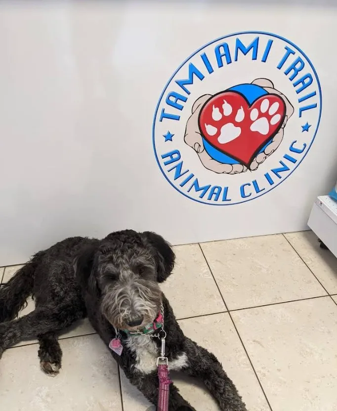 Tamiami Trail Animal Clinic