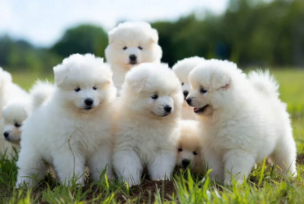 Samoyed Puppies Hypoallergenic