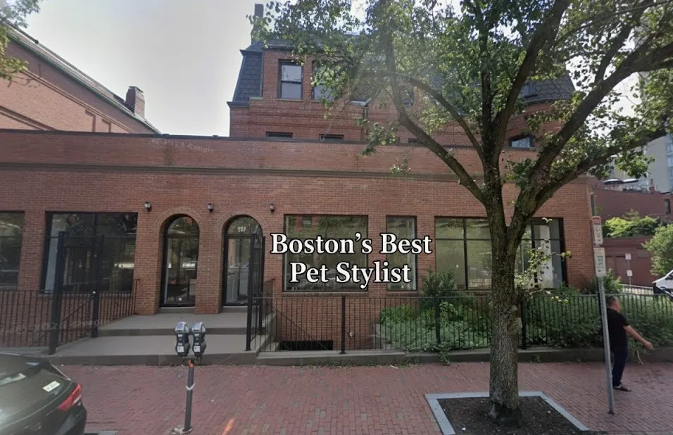 Boston’s Best Pet Stylist