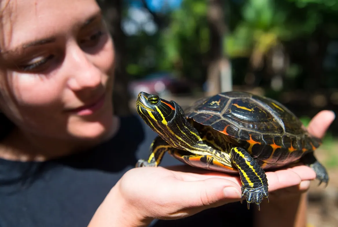 Eastern Painted Turtle as a Pet: Care Needs, Tank Setup & Challenges