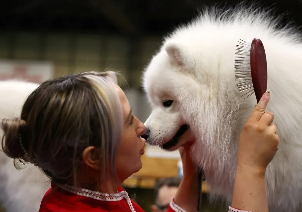 cost of a Samoyed puppy
