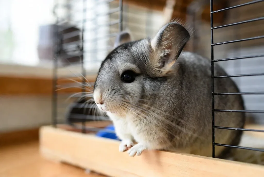 Chinchilla Care Tips