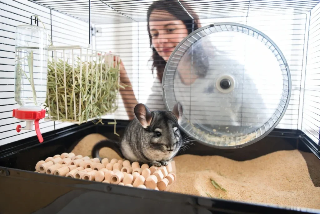 Chinchilla Care Tips