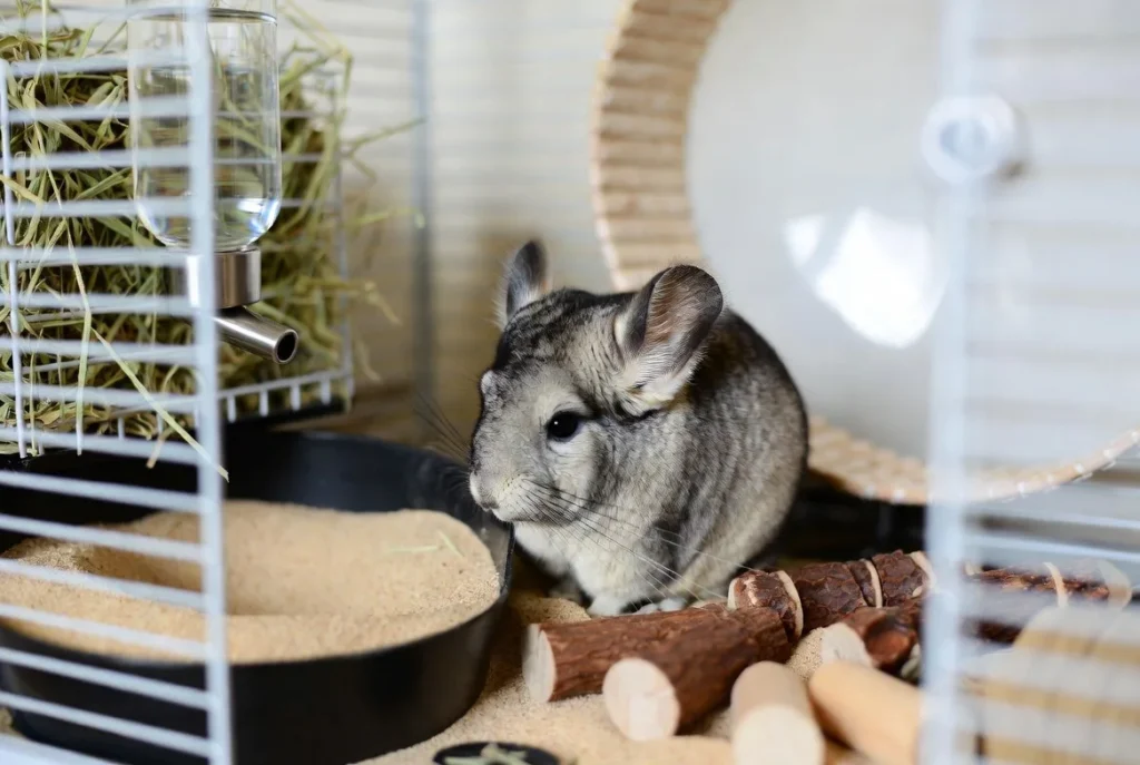 Chinchilla Care Tips