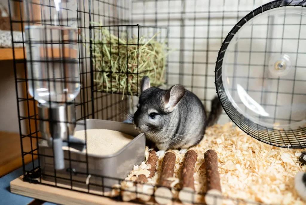 Chinchilla Care Tips