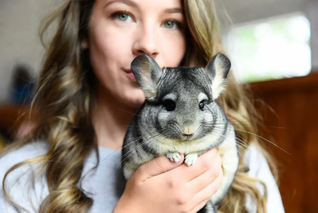 Chinchilla