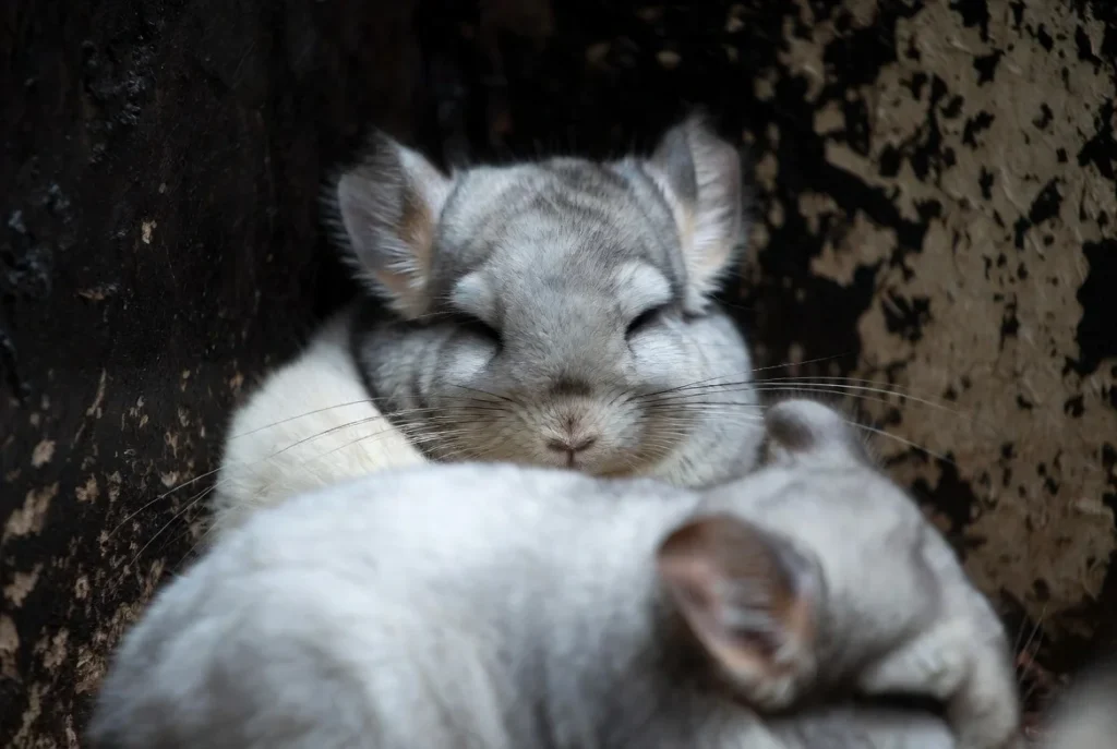 Chinchilla