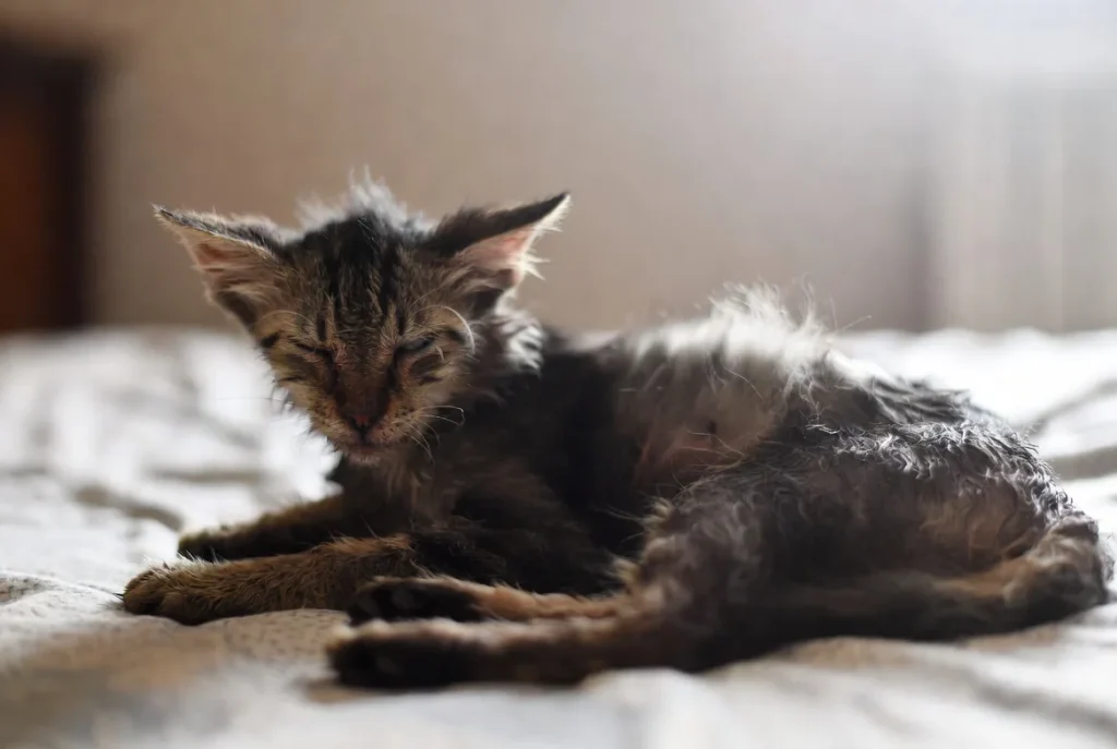 Cat Throw Up After Eating Dry Food