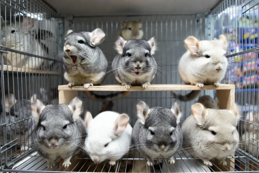 Chinchilla Breeds 